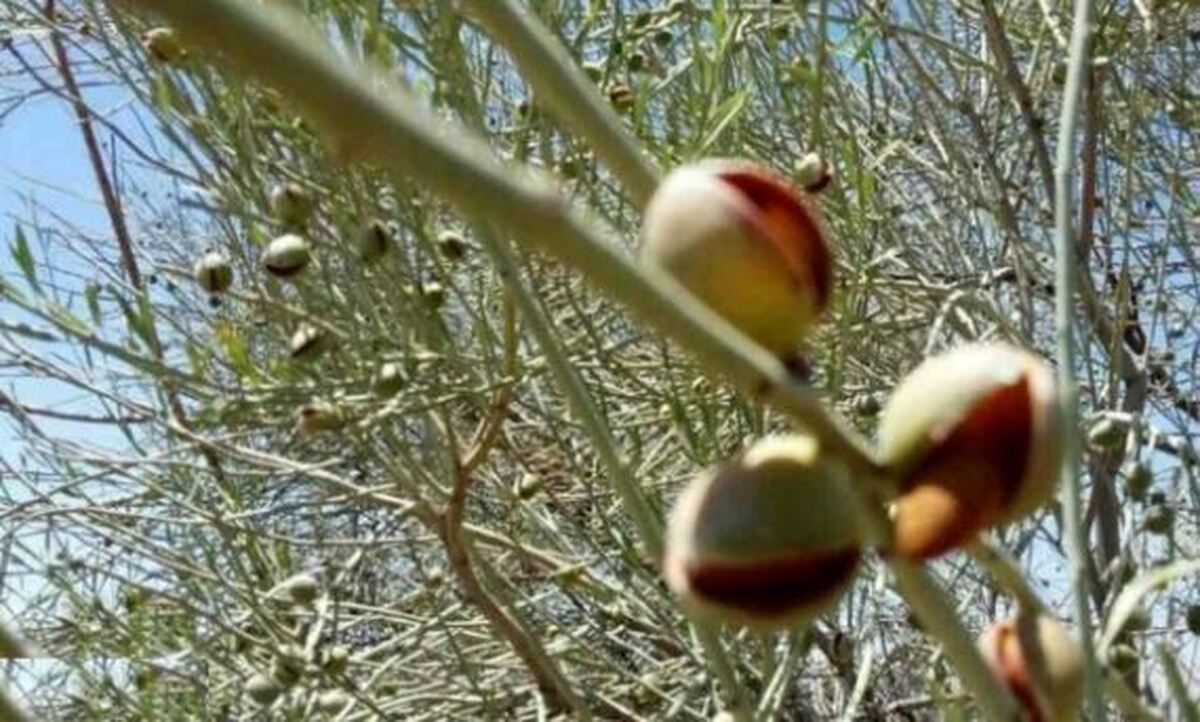میوه‌ای وحشی از دل کوه‌های زاگرس که سلامت شما را تضمین می‌کند!