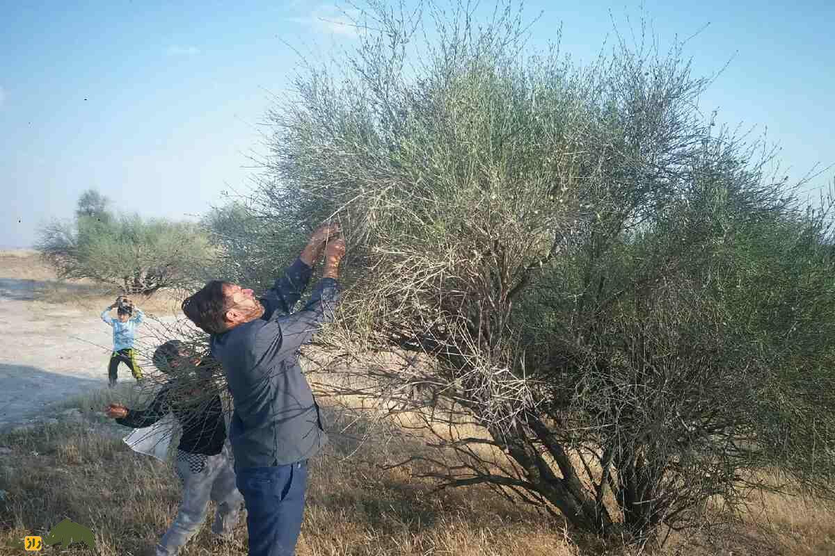 میوه‌ای وحشی از دل کوه‌های زاگرس که سلامت شما را تضمین می‌کند!