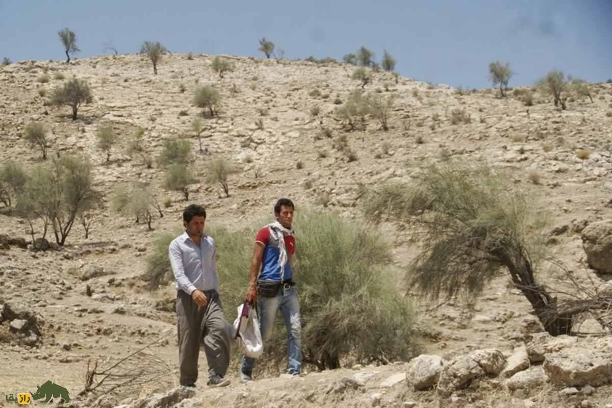 میوه‌ای وحشی از دل کوه‌های زاگرس که سلامت شما را تضمین می‌کند!