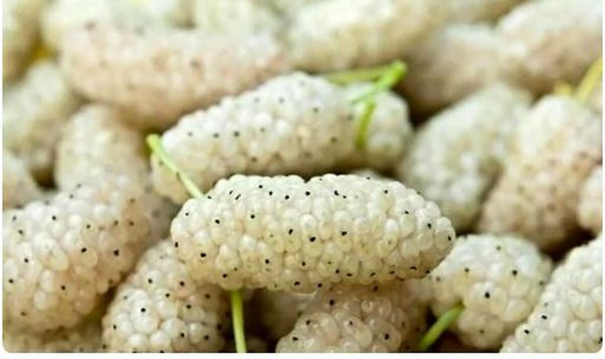 کاهش اضطراب و عصبانیت با خوردن توت سفید