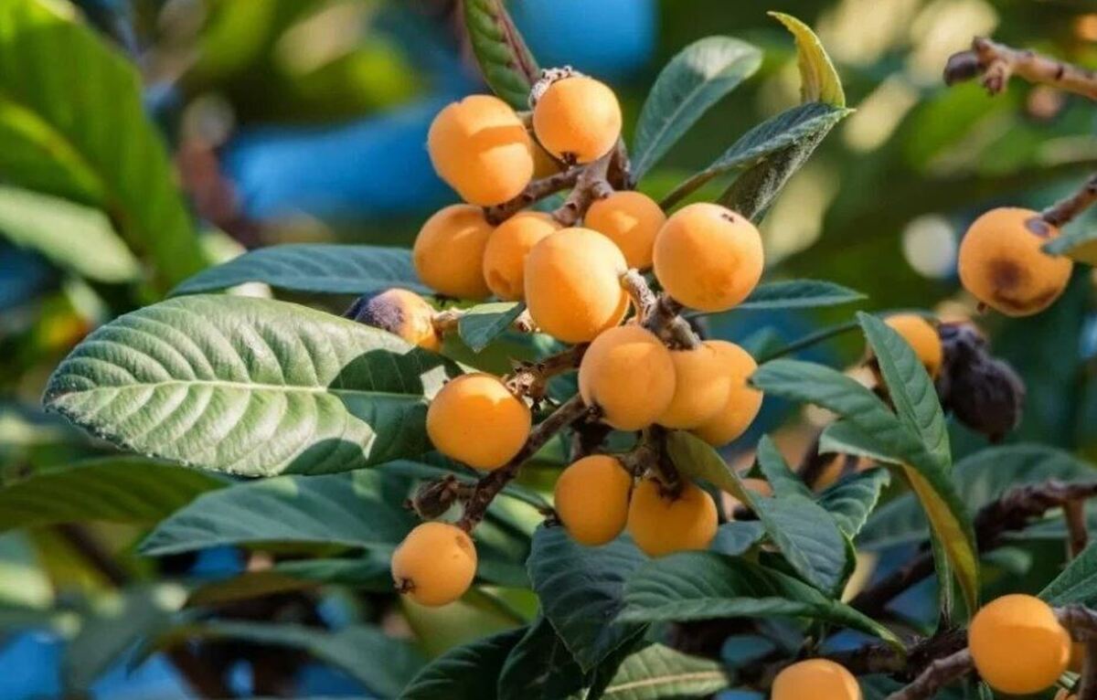 با خواص این میوه خوشمزه شمالی بیشتر آشنا شوید