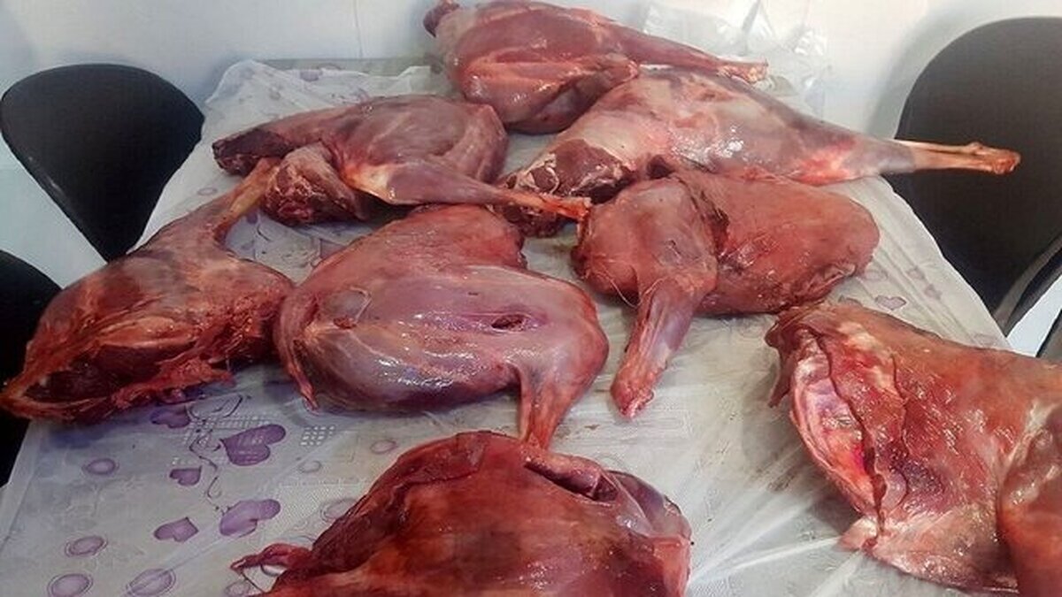 کشف بیش از ۲۰۰ کیلو گوشت گراز در رشت