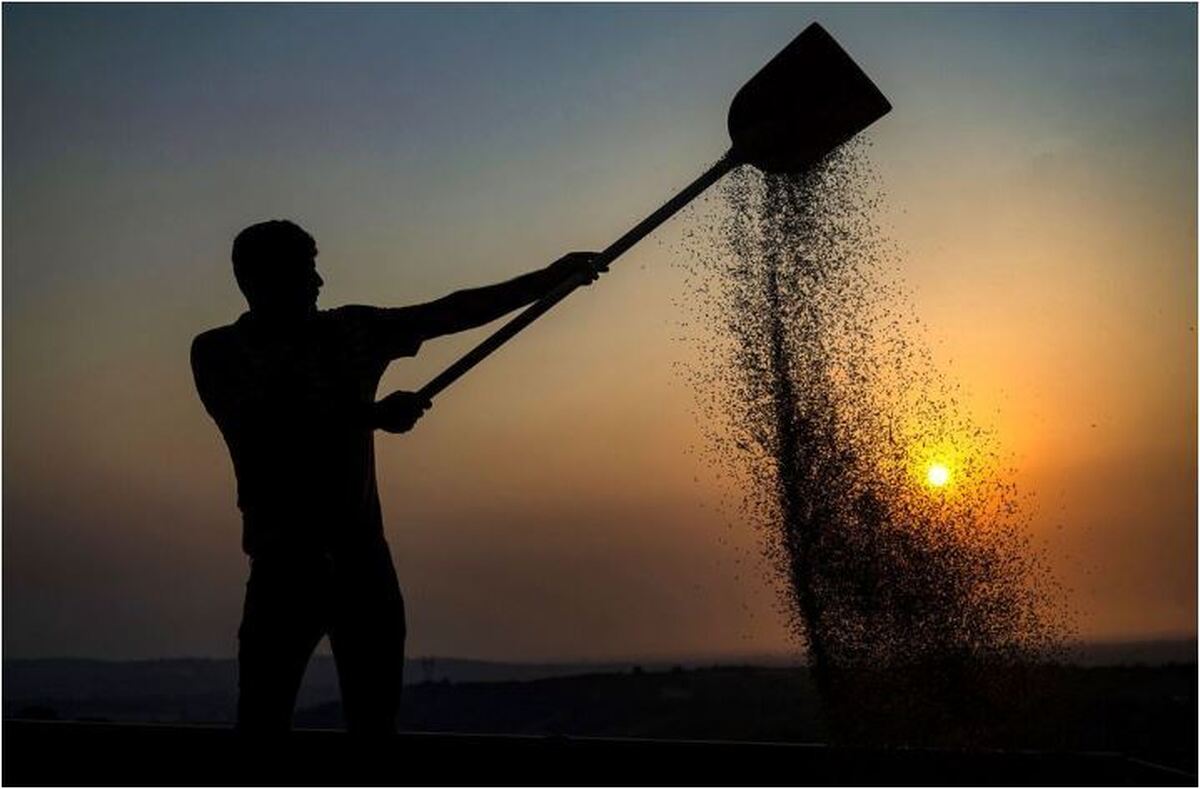 خبر خوب برای گندمکاران