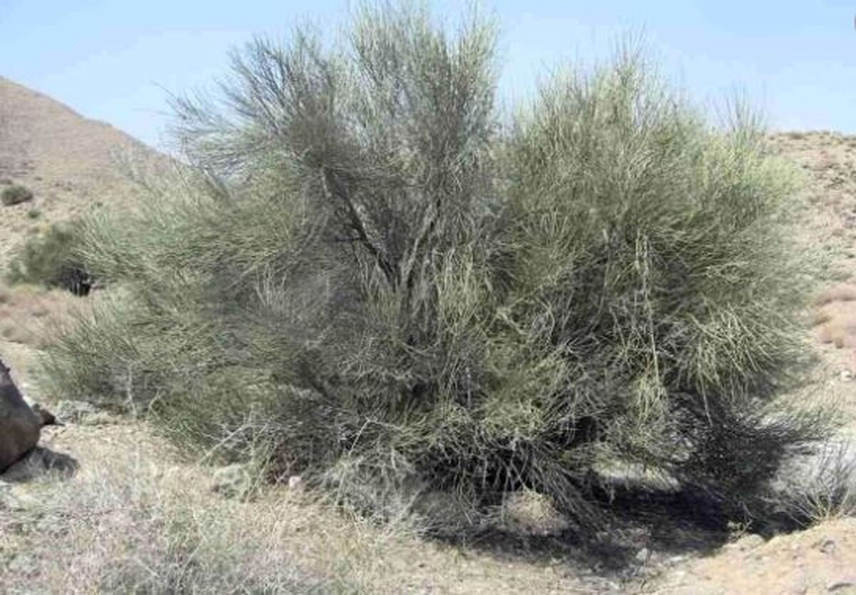 درخت ارژن یک گیاه کوهستانی با چوبی منحصر‌به‌فرد