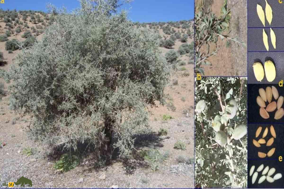 درخت ارژن یک گیاه کوهستانی با چوبی منحصر‌به‌فرد