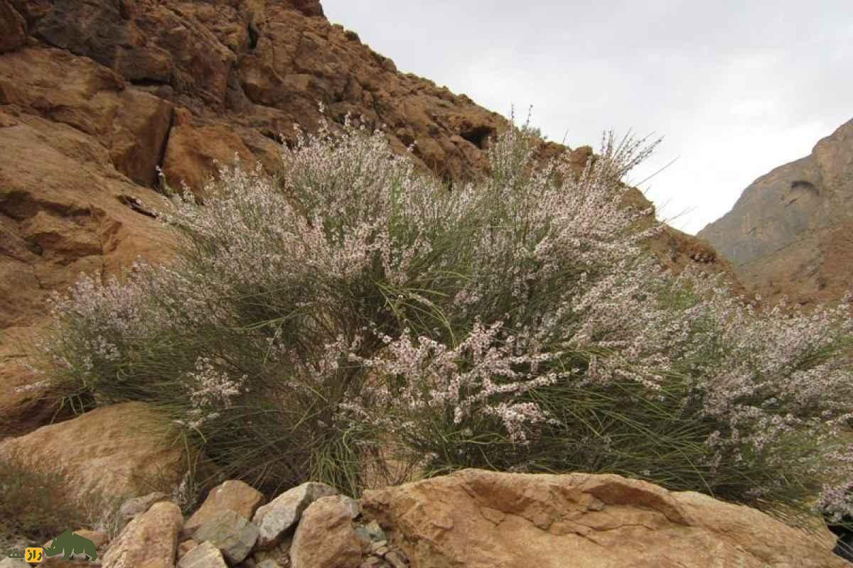 درخت ارژن یک گیاه کوهستانی با چوبی منحصر‌به‌فرد