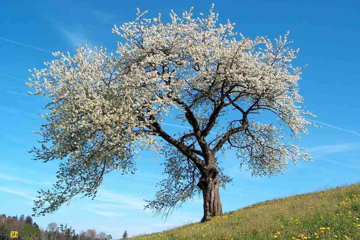 درخت ارژن یک گیاه کوهستانی با چوبی منحصر‌به‌فرد