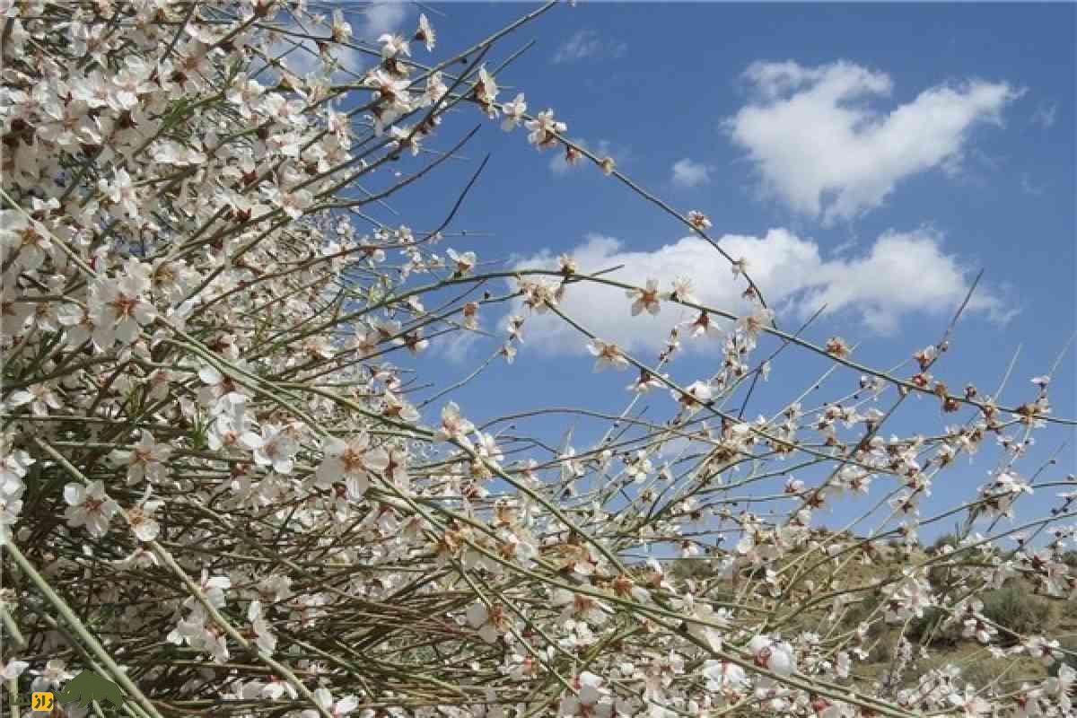 درخت ارژن یک گیاه کوهستانی با چوبی منحصر‌به‌فرد