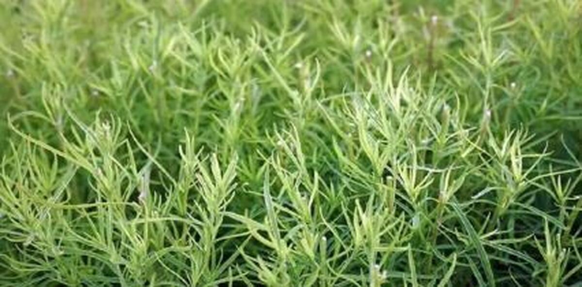 آشنایی بیشتر با خواص درمانی و اعجاب انگیز ترخون