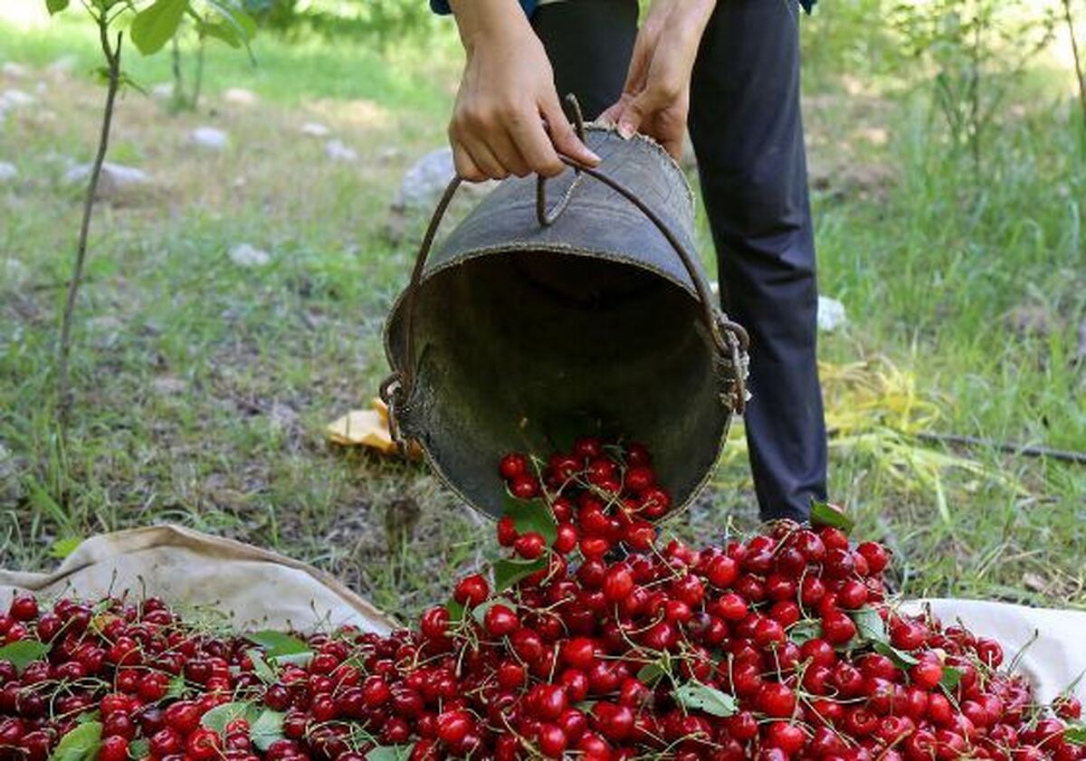 کاهش برداشت محصول گیلاس نسبت به سال قبل به دلیل سرمازدگی