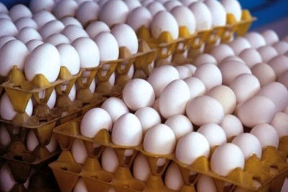 قیمت هر شانه تخم مرغ کمتر از ۱۵۰هزارتومان است