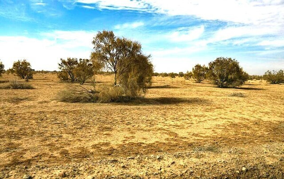 تاثیر زنده‌ترین موجود بیابان در بهبود وضعیت اقتصادی روستائیان