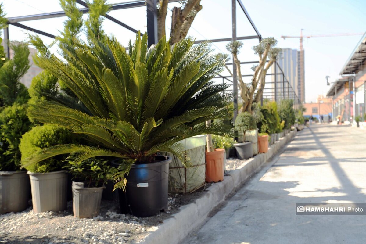 پیش‌بینی رگبار پراکنده همراه با رعد وبرق در این استان‌ها