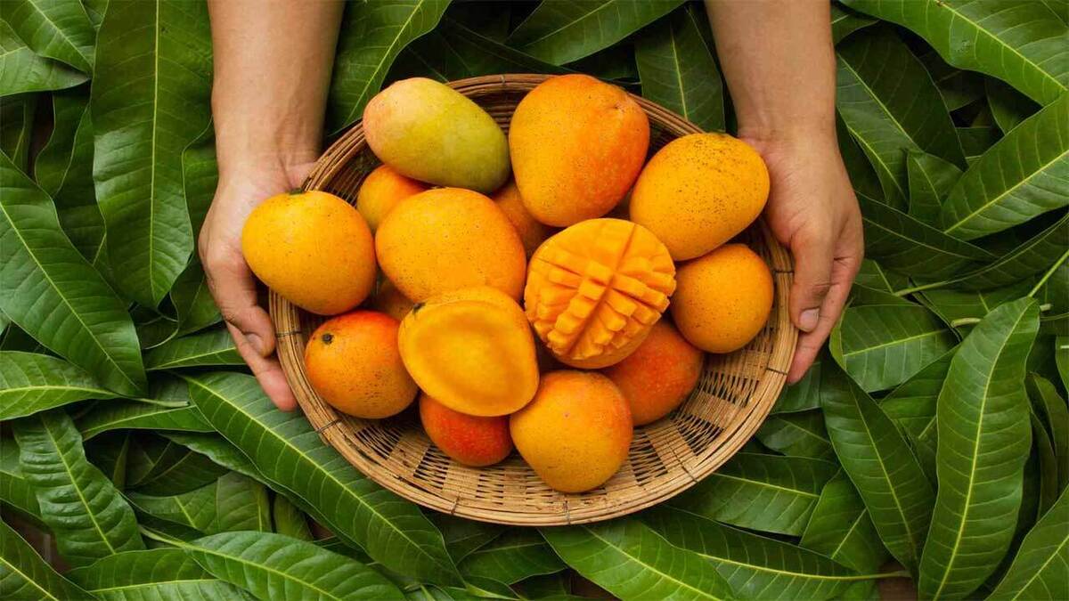انبه فراتر از یک میوه با خواص ویژه!
