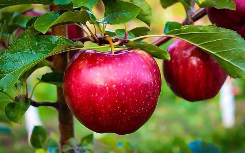 کمک به انتخاب یک میان‌وعده‌های مناسب برای کنترل اشتها