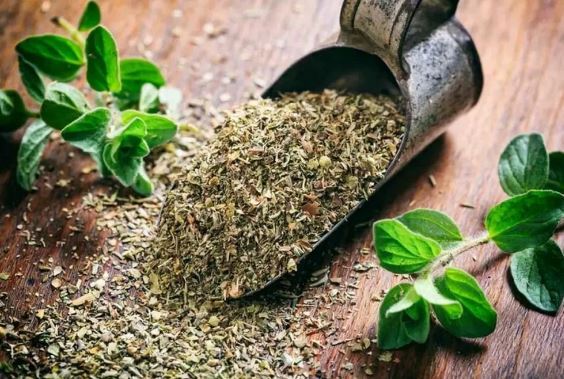 درمورد گیاه دارویی تیول چه می‌دانید؟