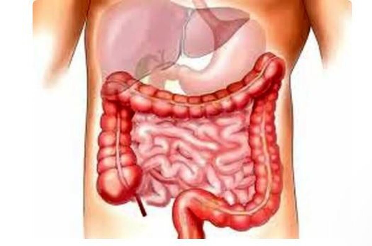 نعناع معجزه‌ای گیاهی برای سلامت روده