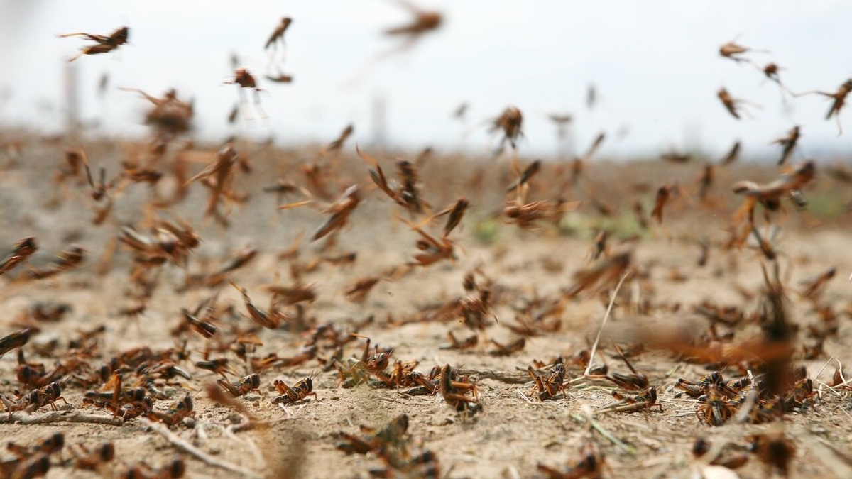 ملخ به تاغزار‌های خراسان رضوی ۲ هزار و ۵۰۰ میلیارد ریال خسارت زد