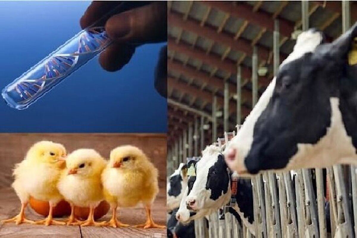 افزایش اثربخشی خوراک دام و طیور با نسل سوم مکمل‌های نانویی
