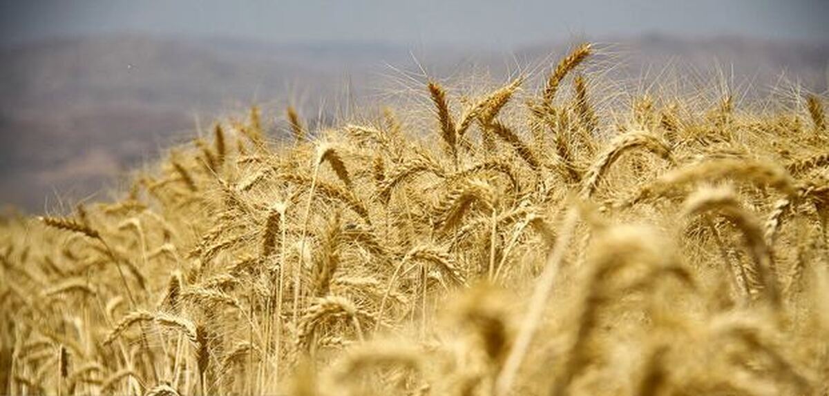 جهش تولید گندم در دیمزار‌های رودبار با روش نوین تیمار بذرمال