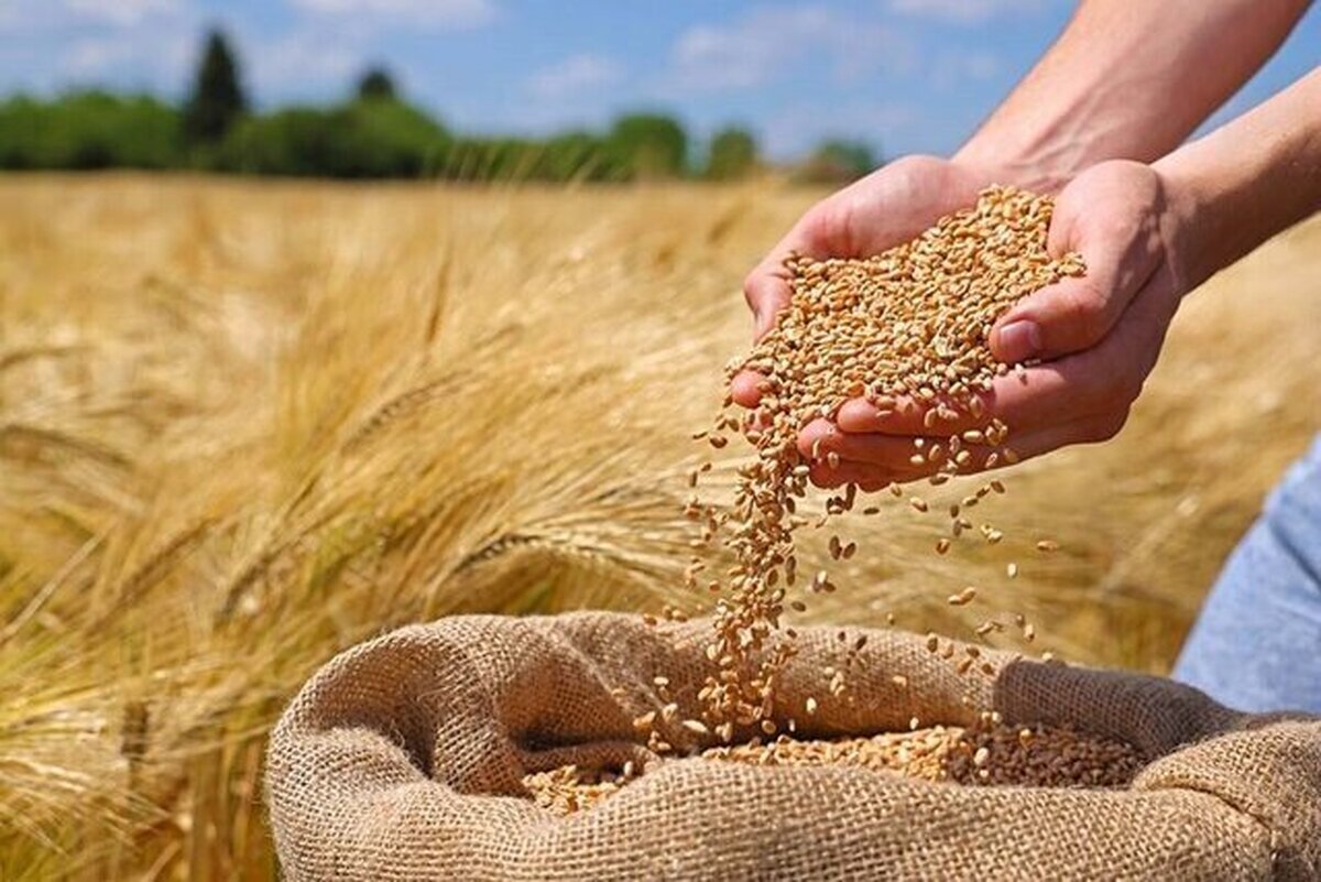 برنامه‌ریزی مناسب برای تولید ۲۵۰۰ تن بذر گواهی‌شده گندم