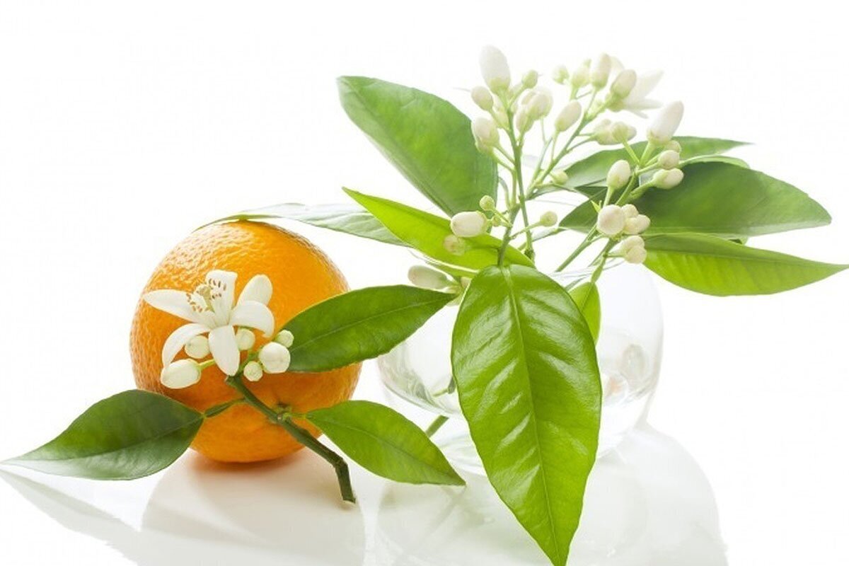 نگاهی به خواص معجزه آسای نارنج