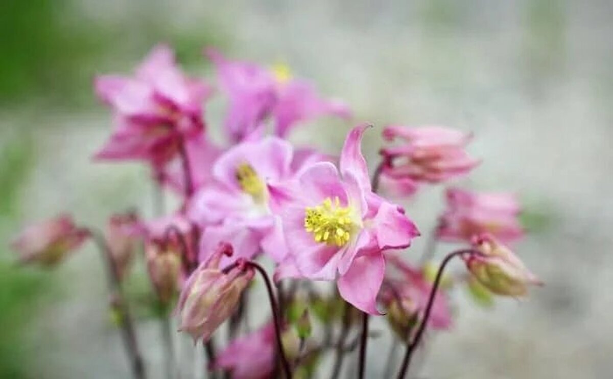 چای گیاهی 