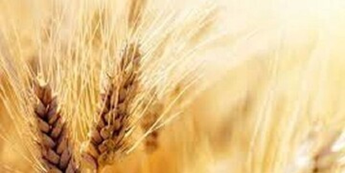۹ میلیون تن میزان خرید تضمینی گندم در کشور