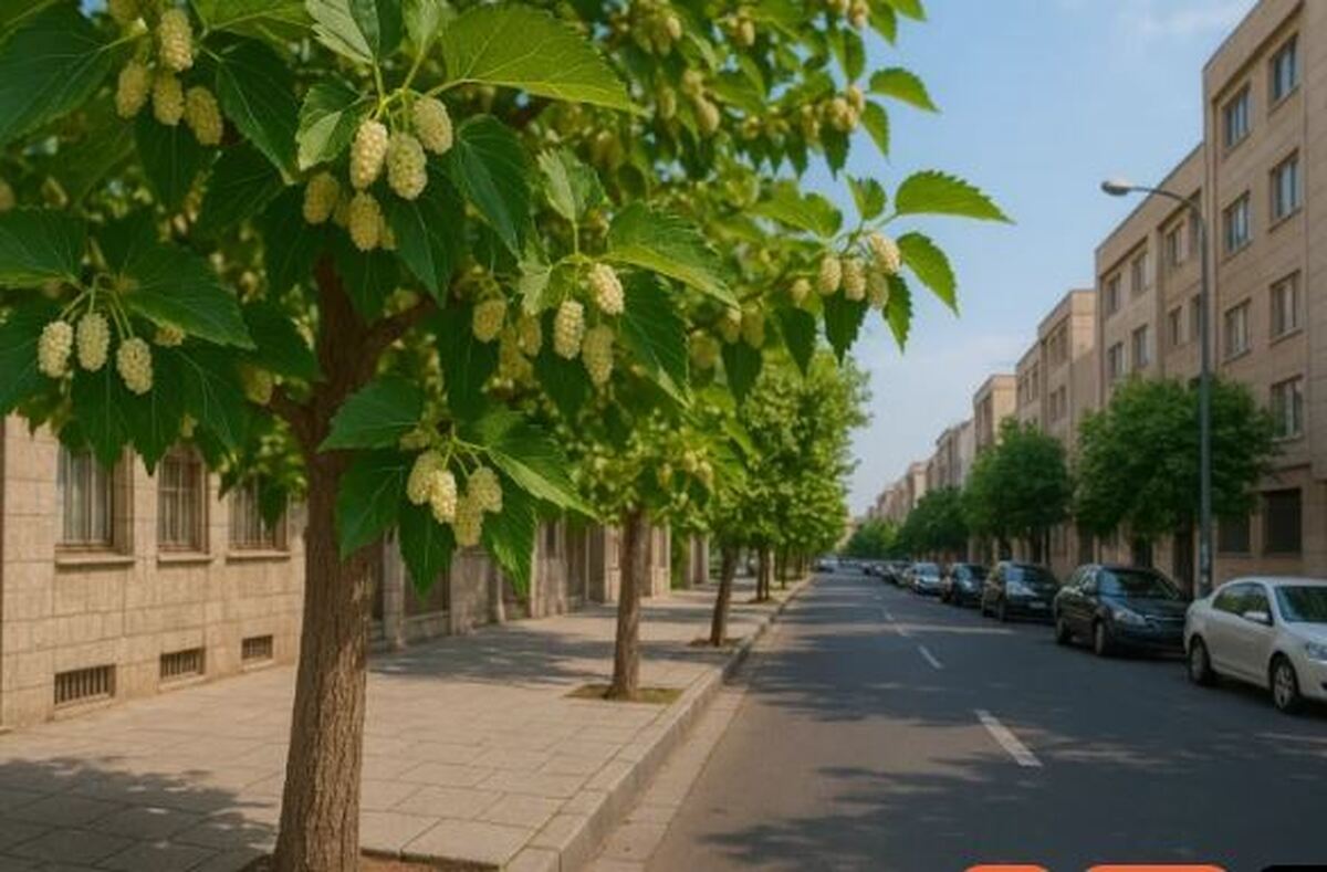 درختان توت تهران تهدید جدی برای سلامت شهروندان!