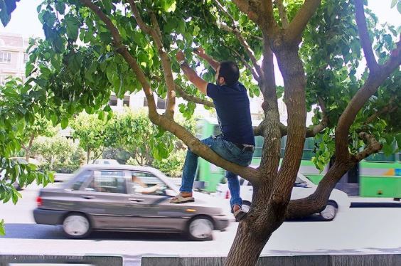 درختان توت تهران تهدید جدی برای سلامت شهروندان!