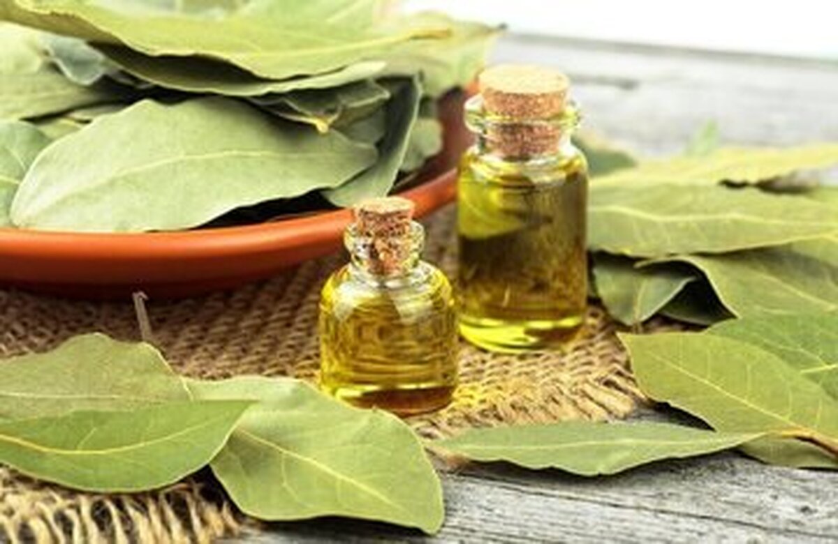 آشنایی با خواص بی شمار برگ بو در طب ایرانی