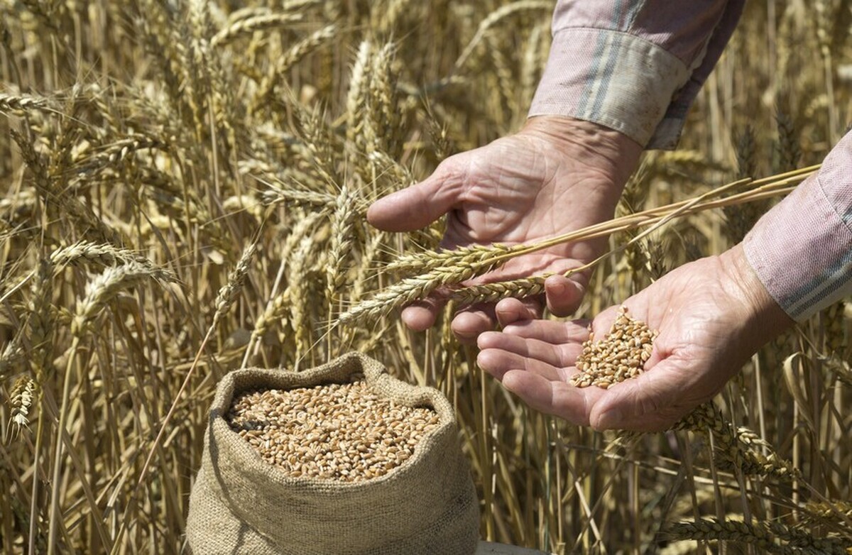 نشست روسیه و عربستان برای تقویت همکاری در بخش کشاورزی