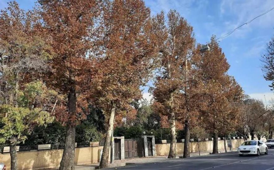 زیباترین باغ‌های شیراز را در این محله پیدا کنید! +تصاویر