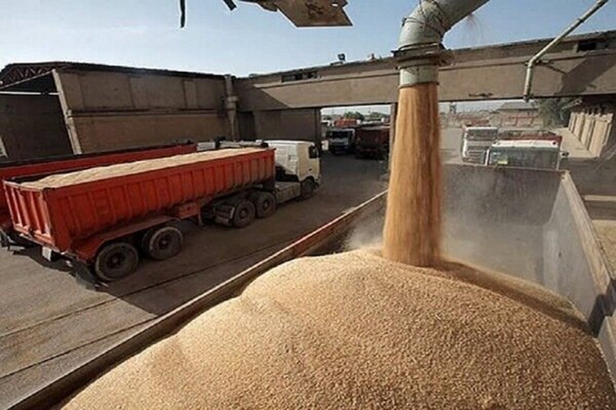 آغاز رسمی خرید تضمینی گندم در گلستان از فردا / آمادگی کامل مراکز تحویل