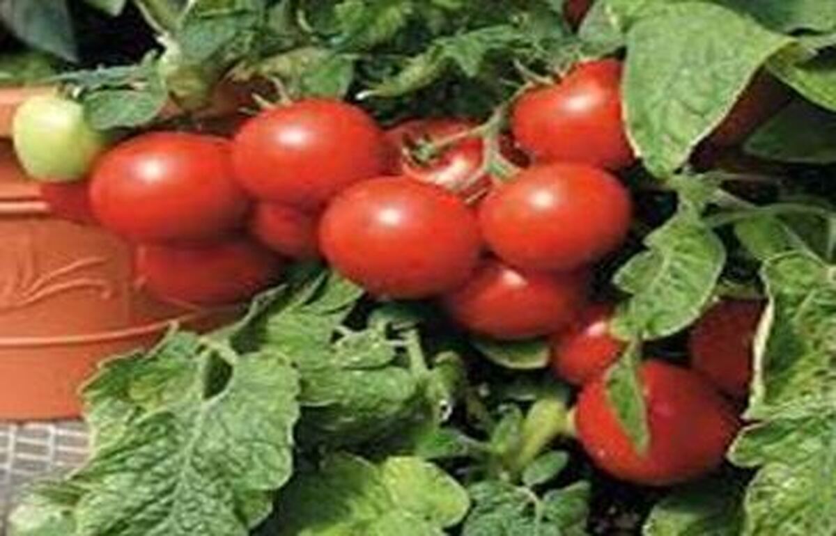 پخت گوجه پونه ایلامی با چند قلم مواد اولیه ارزان