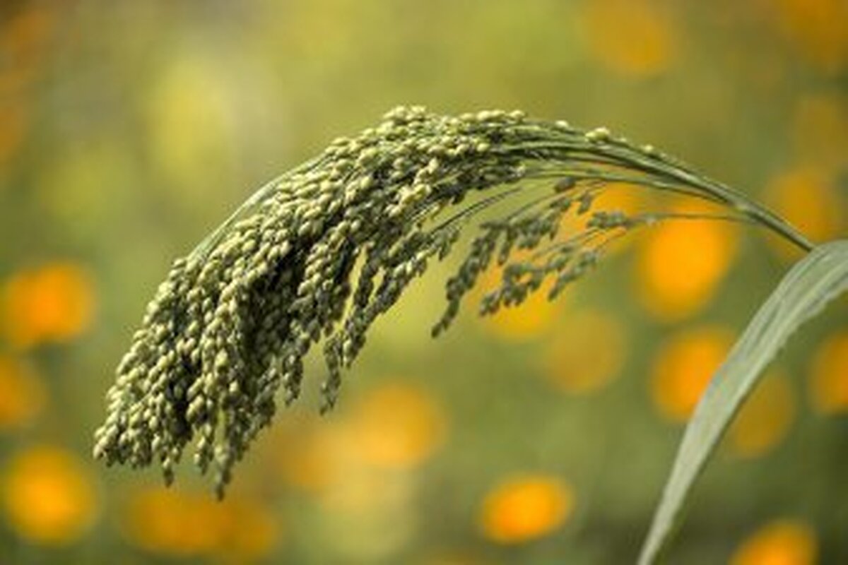 طلای فراموش‌شده‌ی غلات: ارزن - یک ابرغذا از گذشته