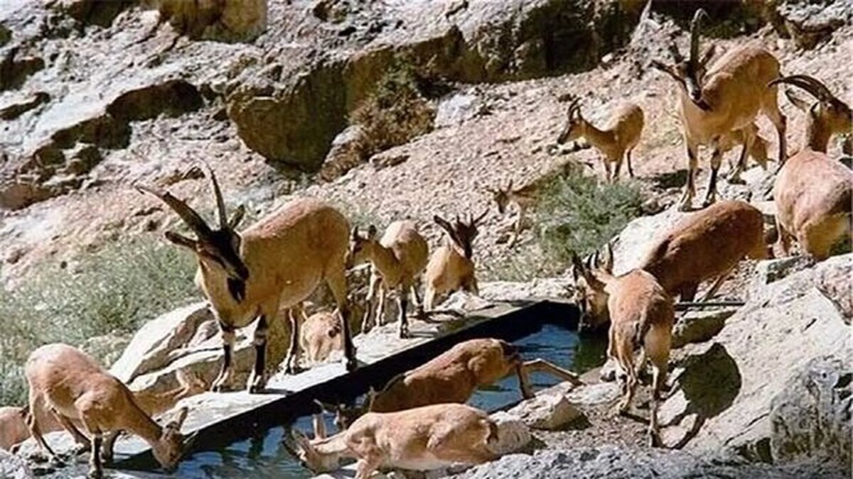 آبرسانی به حیات وحش و پایش مستمر پارک ملی هفتاد قله