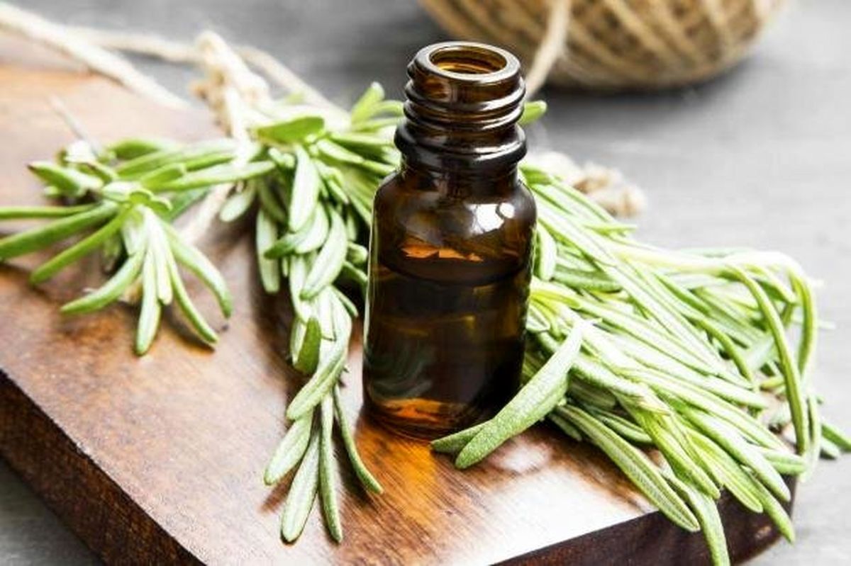 با روغن رزماری به پوست سر خود برسید!