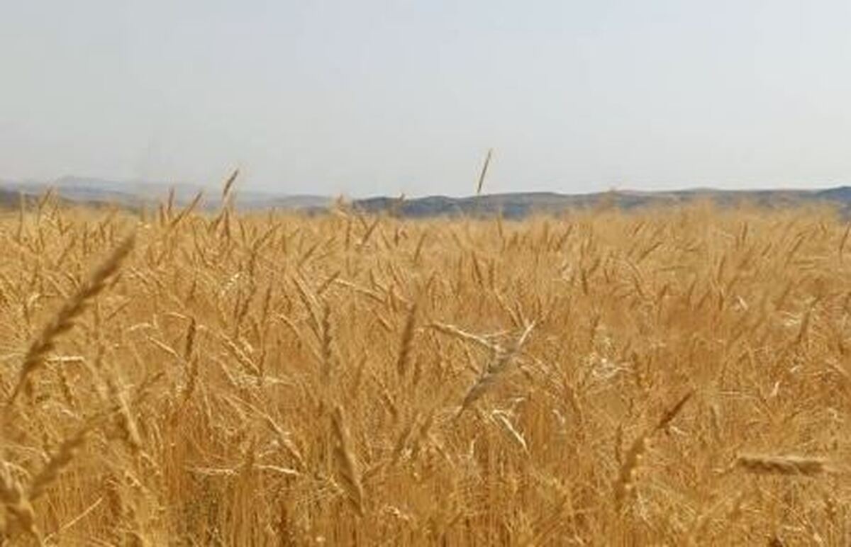 پرداخت ۴۲همت به گندم‌کاران/ ۳۰درصد مطالبات باقی مانده است