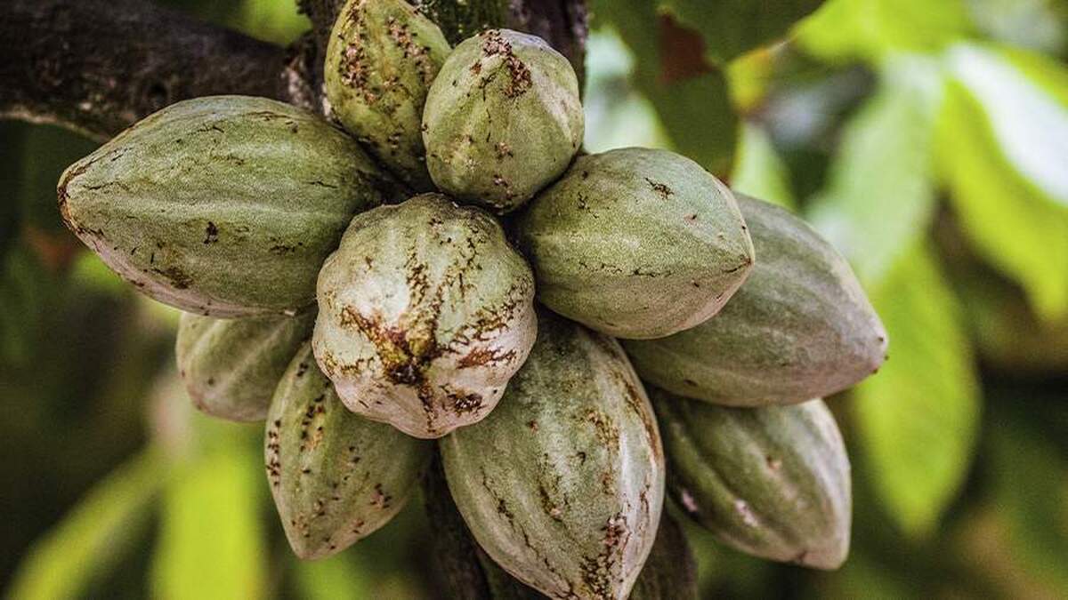 وال استریت ژورنال از احتمال لغو بخشی از تعرفه‌های آمریکا بر محصولات کشاورزی خبر داد