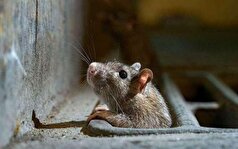 چگونه از شر موش‌ها در منزل خود راحت شویم؟
