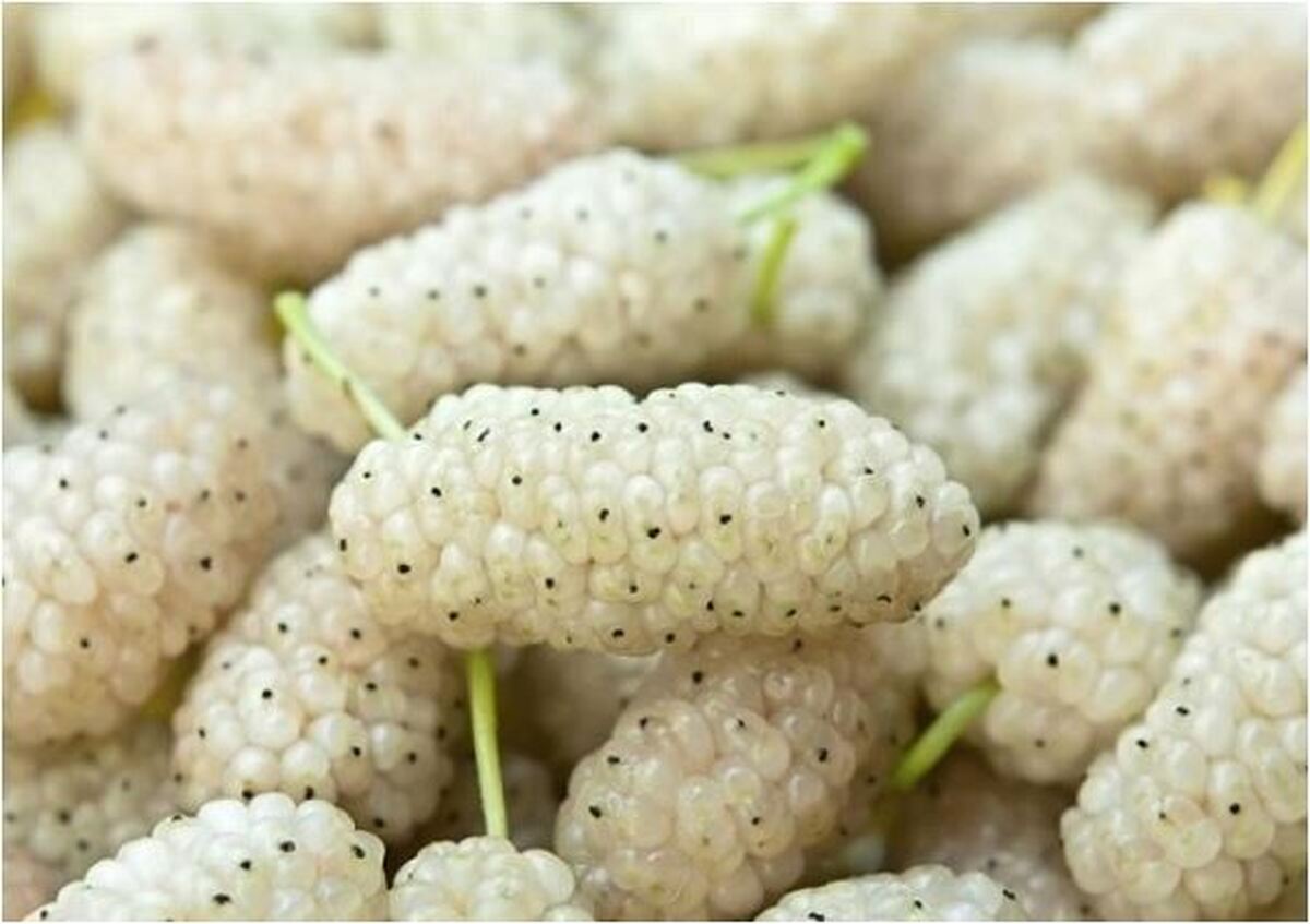 با خواص بی نظیر این میوه پر طرفدار تابستانی بیشتر آشنا شوید