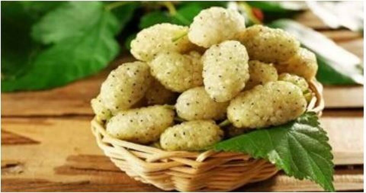 از خواص ویژه «توت» برای سلامت روان غافل نشوید!