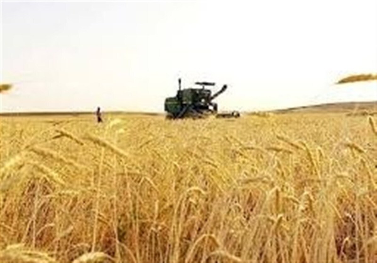 پرداخت بیش از ۱۰۰۵ میلیارد تومان به گندم‌کاران کرمانشاهی