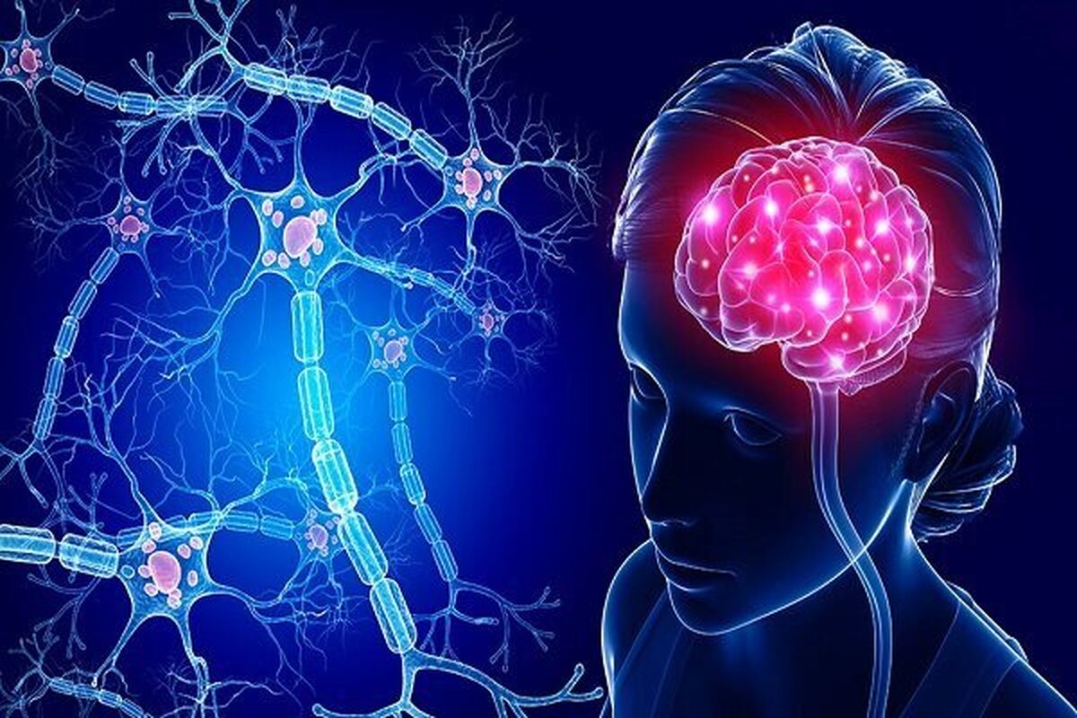 سلول‌های بنیادی عصبی در مغز بزرگسالان هنوز هم وجود دارند!
