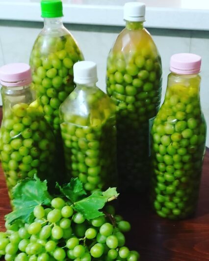 چند ترفند و تکنیک طلایی برای نگهداری طولانی مدت میوه نارس درخت انگور