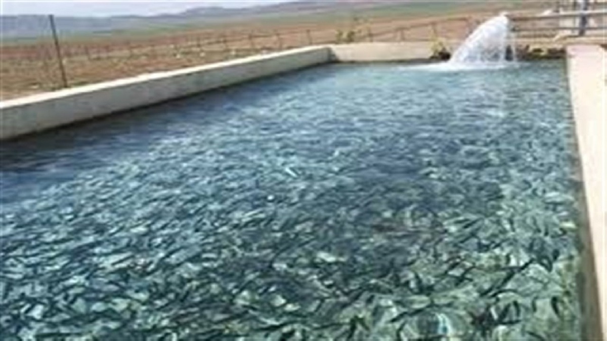 احیای مزرعه پرورش ماهیان سردآبی در اردبیل با ظرفیت ۷ تن