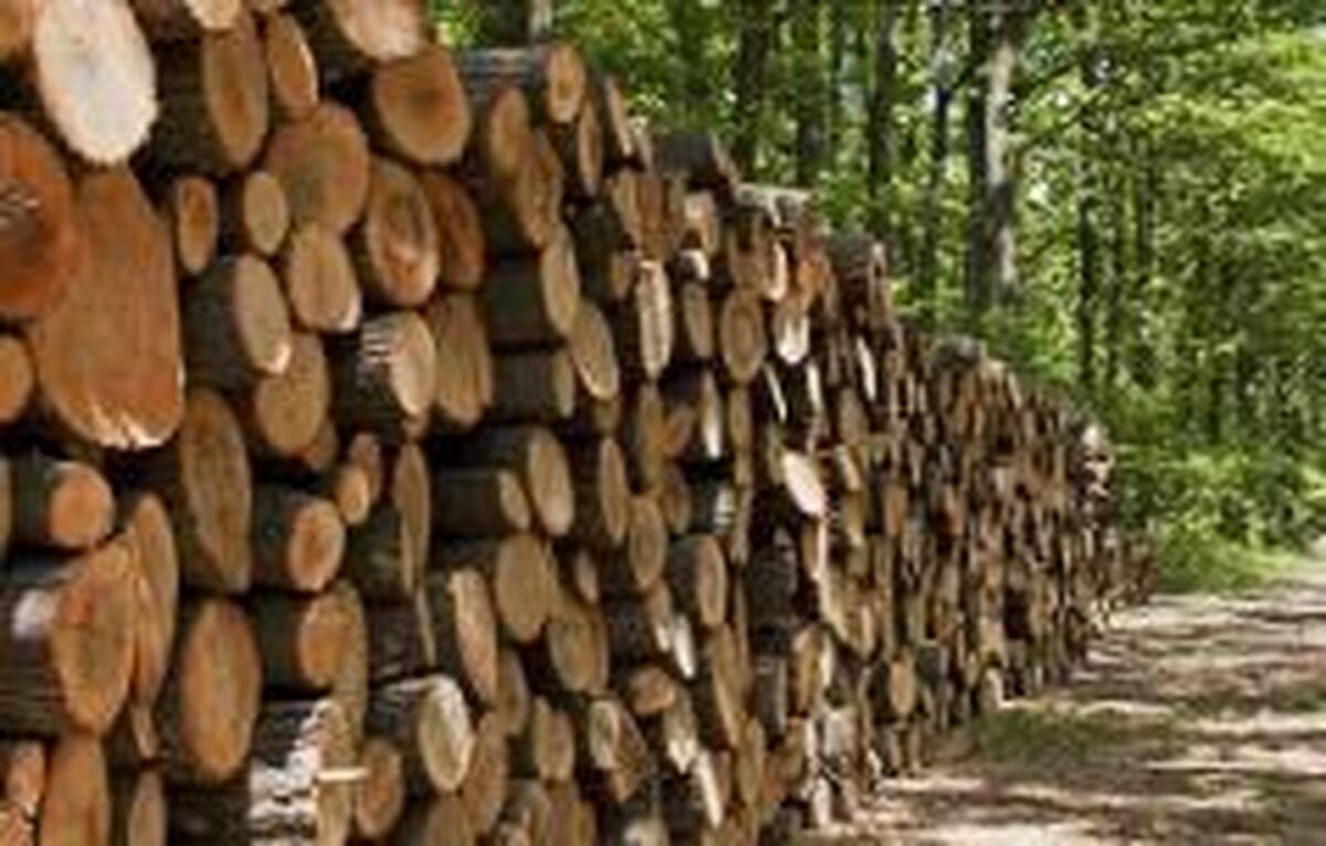 کشف بیش از ۵ تن چوب قاچاق در آستانه اشرفیه