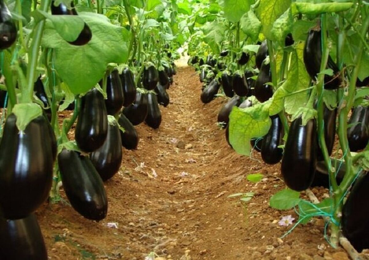 افزایش ۸۶ درصدی راندمان پرورش بادمجان با نانوعصاره گیاهی