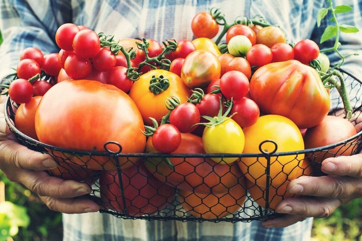 اطلاعات تغذیه‌ای گوجه فرنگی و خواص آن برای سلامت عمومی بدن
